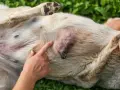 Un doigt pointe une tumeur sur le ventre d'un chien. Le chien est couché sur le dos, sur de l'herbe verte.