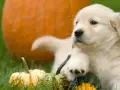 Un adorable chiot golden retriever se repose parmi des citrouilles et des courges sur l'herbe verte.