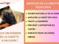 Un chiot mange une carotte, découvrant les bienfaits de ce légume pour un chien.