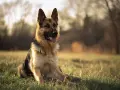 Un magnifique berger allemand, assis dans l'herbe dorée, le soleil couchant illuminant son pelage.