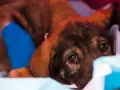 Un chiot malade, la patte bandée de bleu, se repose. La parvovirose peut durer plusieurs semaines.