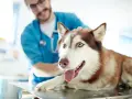 Un vétérinaire caresse un husky aux yeux vairons, prêt pour quand stériliser une chienne.