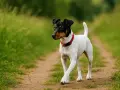 Un petit chien blanc et noir, portant un collier rouge, se promène sur un sentier. Il semble explorer son environnement, peut-être en attendant de retrouver sa crèche pour chien.