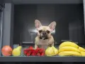 Un bouledogue français regarde des fruits : grenade, poires, fraises et bananes. Un légume riche en fibre pour chien, comme la courgette, serait aussi une bonne option.
