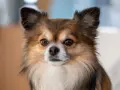 Un adorable chien chihuahua aux grands yeux curieux et aux oreilles dressées, avec un pelage long et soyeux.