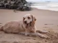 Un chien golden retriever se repose sur le sable chaud de la plage, la langue pendante et les pattes couvertes de sable.