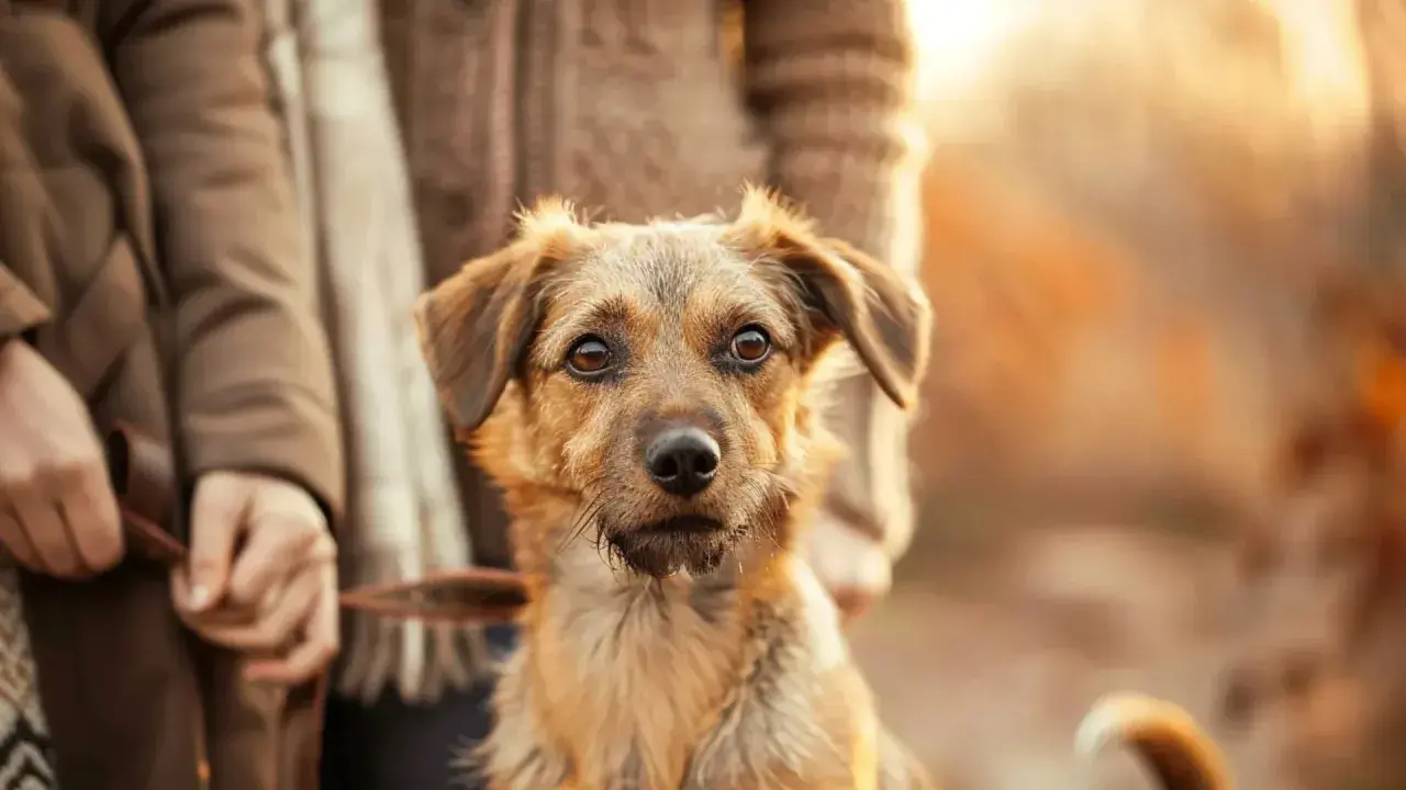 Un chien au regard triste, tenant une laisse, semble partager un moment de deuil avec son maître.