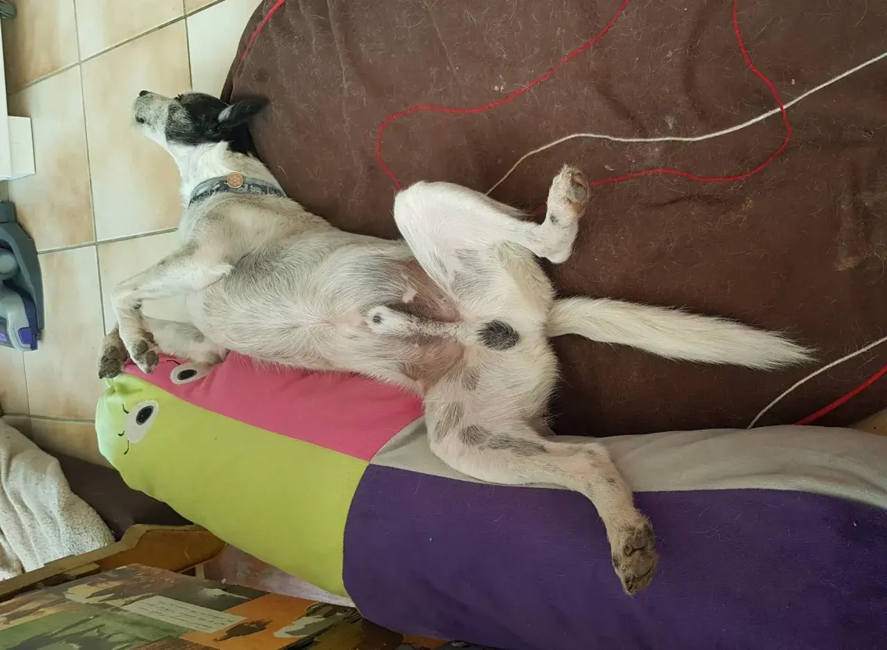 Chien couché sur un coussin coloré, visiblement détendu. Son âge et sa castration ne sont pas déterminables sur cette image.
