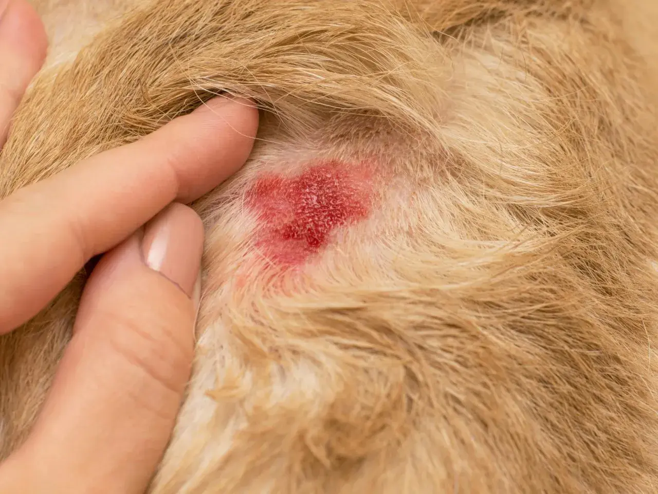 Un doigt humain touche une zone rouge et irritée sur la peau d'un chien, un **hot spot chien** typique.