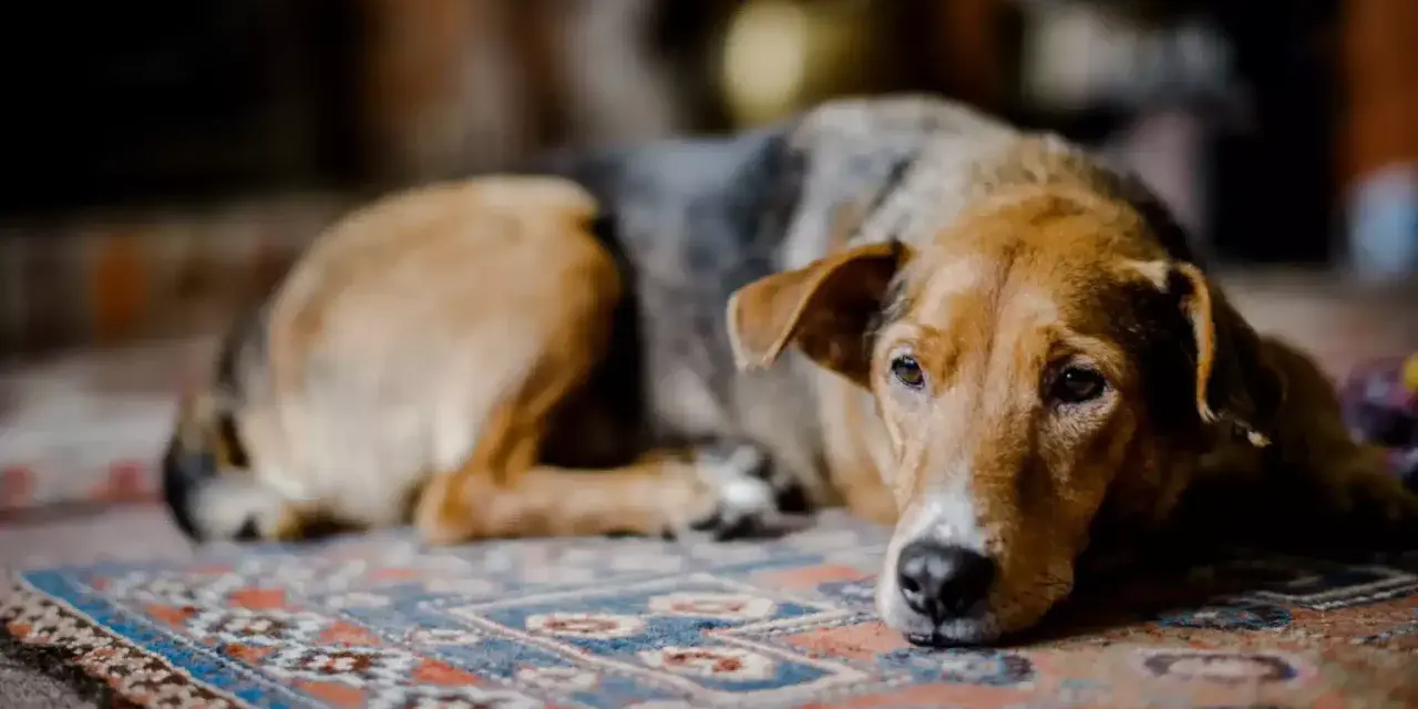 Un chien au pelage brun et gris repose sur un tapis, l'air abattu. Son regard triste exprime un profond deuil.