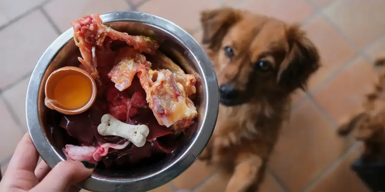 Un chien attend avec impatience sa gamelle de BARF : os, foie, œuf cru. Un repas naturel pour un toutou heureux.