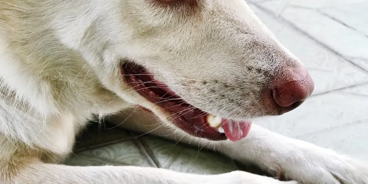 Gros plan sur mon chien qui tousse, le museau rose et l'œil vif. Il semble un peu fatigué.