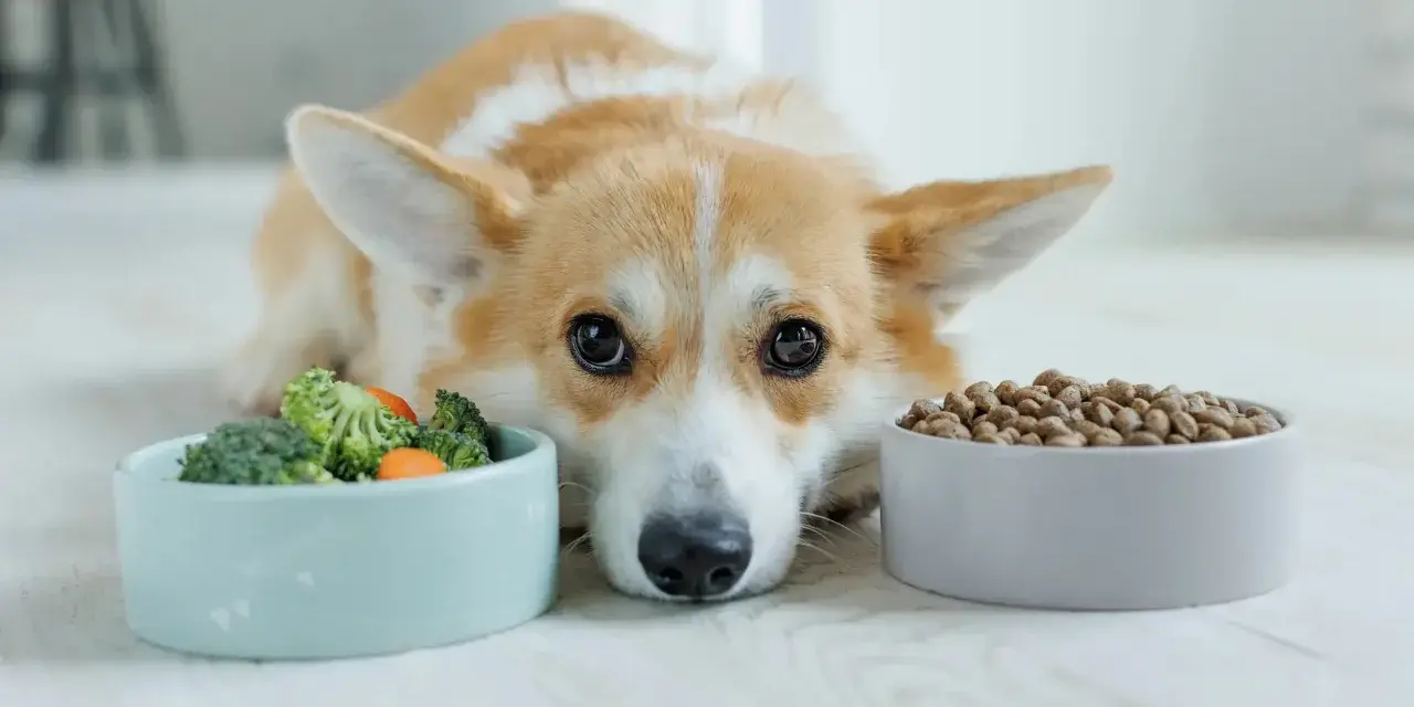 Un chien corgi regarde deux gamelles : une de légumes et une de croquettes. Il semble hésiter, peut-être préfère-t-il le barf chien ?