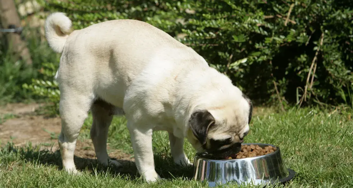 Un carlin mange dans sa gamelle. Attention à la moule verte, contre-indication pour le chien.