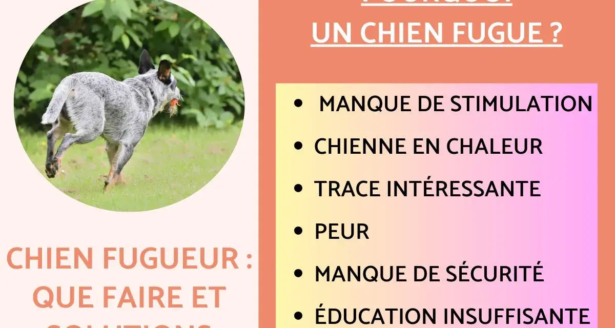 Chien fugueur : que faire et solutions. Causes possibles : manque de stimulation, peur, éducation insuffisante.