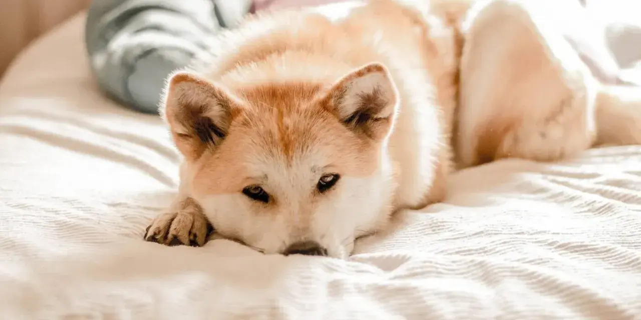 Un chien stressé, un Akita Inu, repose sur un lit, le regard lointain.