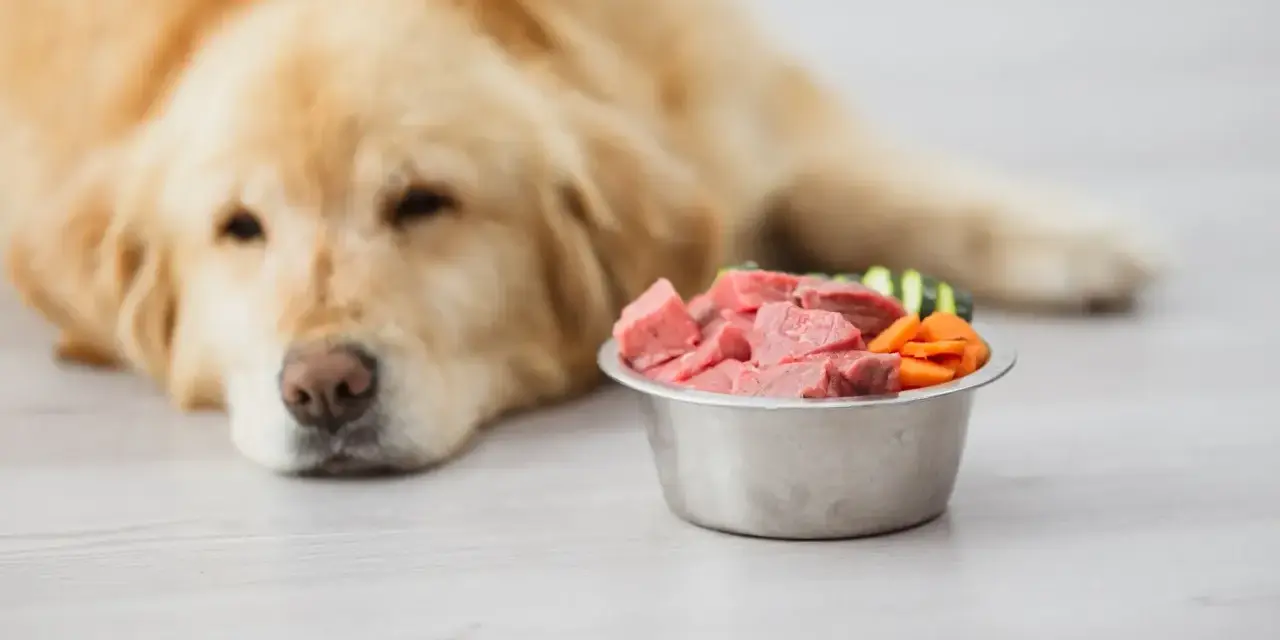 Un chien doré regarde un bol de viande crue et de légumes. Attention, ce régime peut présenter un danger de vomissements.