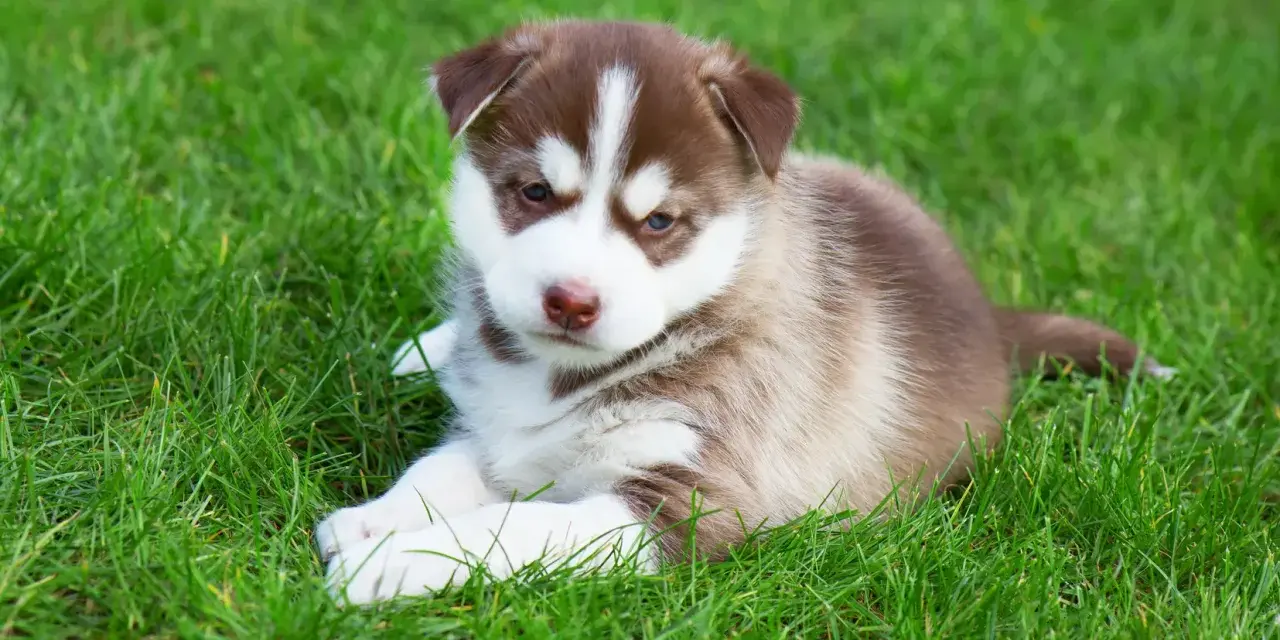 Adorable husky de Sibérie, chiot aux yeux bleus, se repose sur l'herbe verte.