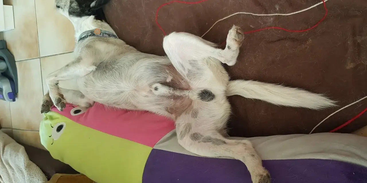 Chien couché sur un coussin coloré, visiblement détendu. Son âge et sa castration ne sont pas déterminables sur cette image.