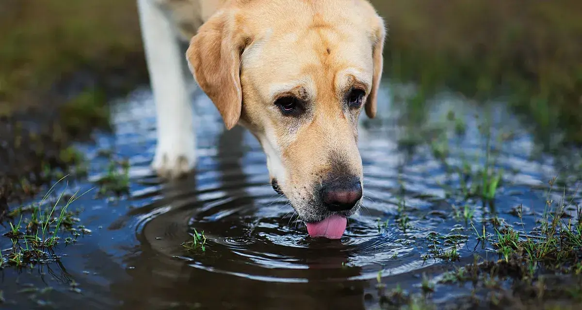 Un chien boit dans une flaque d'eau stagnante, risquant une maladie.