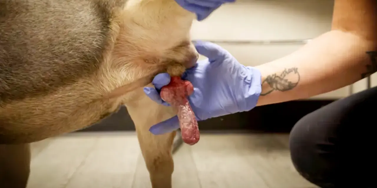 Gros plan sur un chien en érection, tenu par des mains gantées.