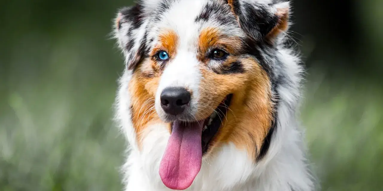 Un Berger Australien, un des chiens préférés des Français, avec ses yeux de couleurs différentes et sa langue rose pendante.