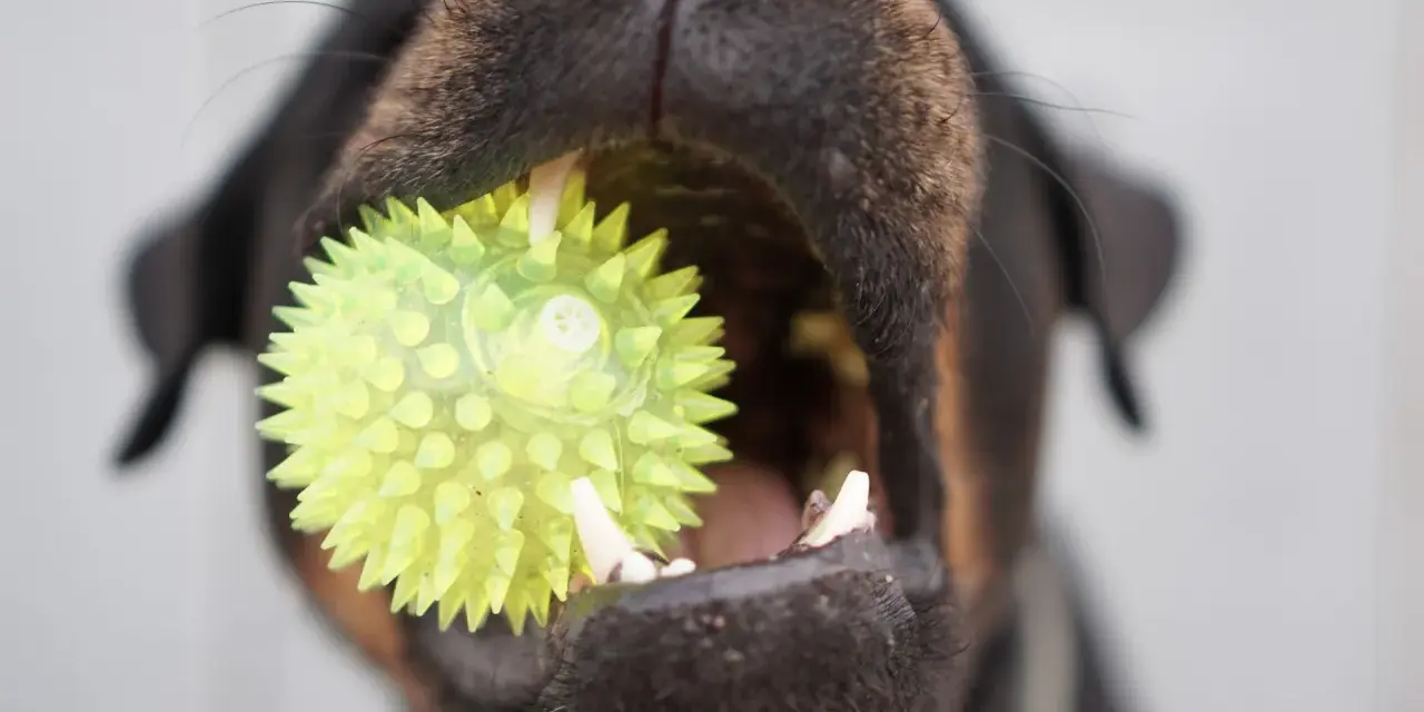 Un chiot de 3 mois s'amuse avec son jouet hérissé, un ballon vert vif qu'il tient fermement dans sa gueule.