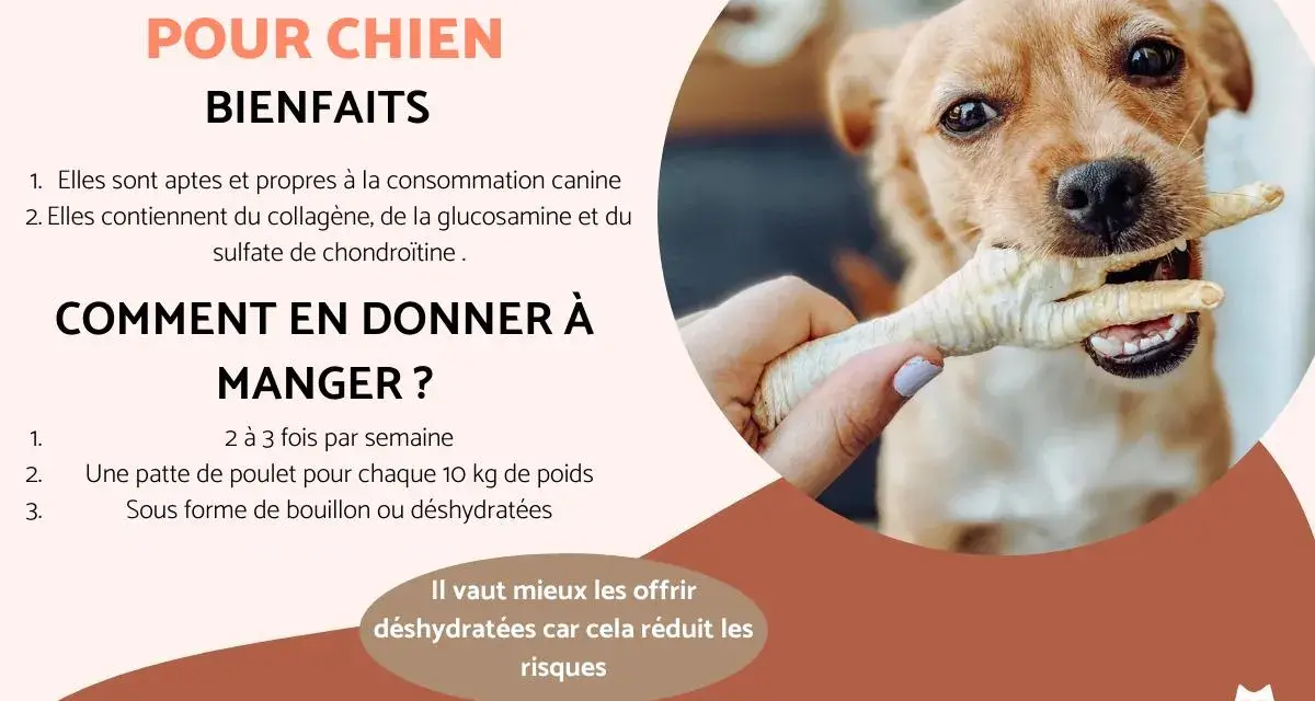Un chien mignon mâchouille une patte de poulet. Les pattes de poulet pour chien sont bénéfiques, mais il faut faire attention au danger. Les offrir déshydratées réduit les risques.