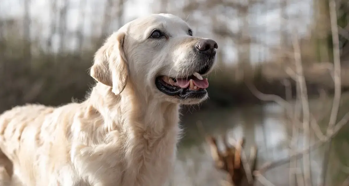 Un golden retriever heureux, profitant de l'extérieur. Une alimentation adaptée est essentielle pour son bien-être, surtout pour un chien stérilisé.