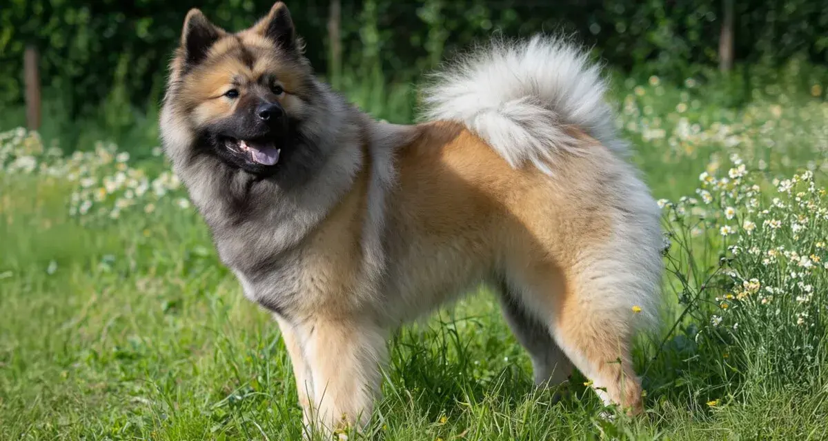 Un magnifique chien eurasier, au pelage épais et roux, se tient fièrement dans un champ verdoyant parsemé de petites fleurs blanches.