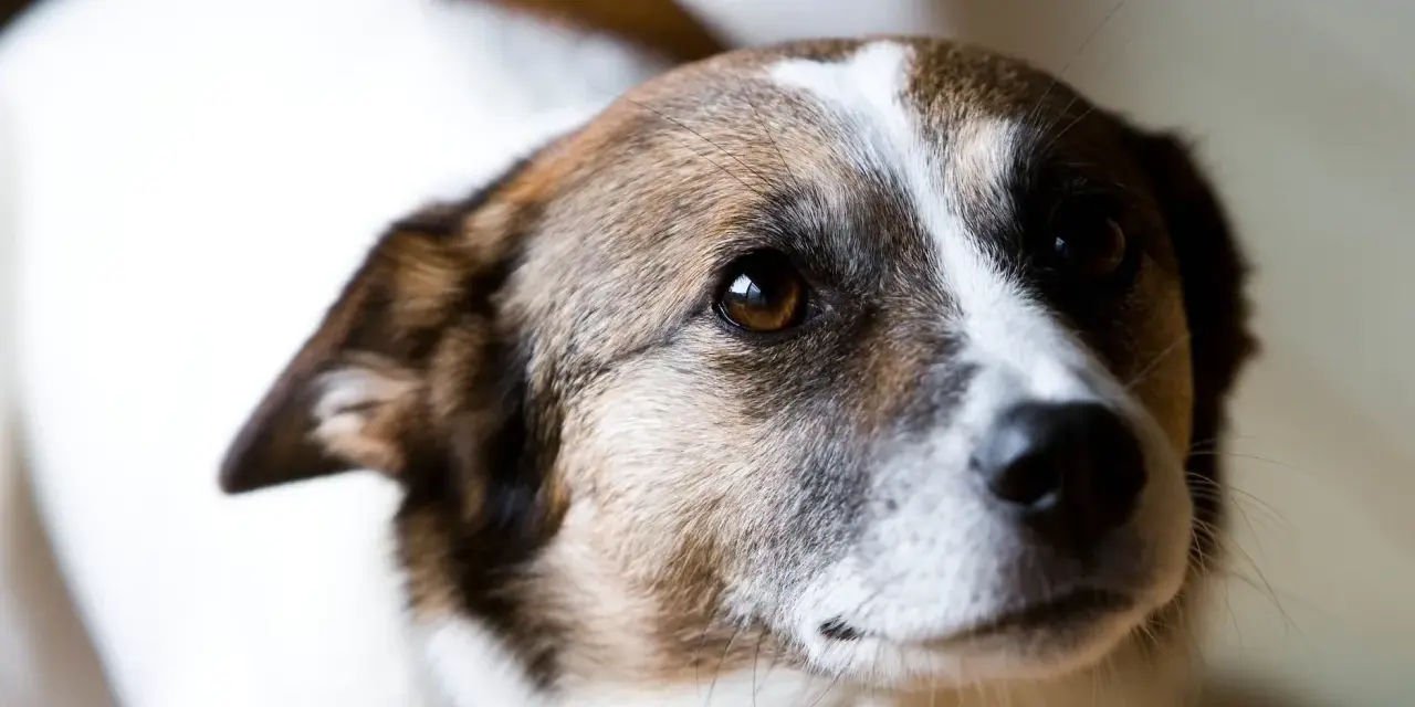 Chienne au regard doux, peut-être en attente d'un traitement pour grossesse nerveuse. Son pelage blanc et brun est bien visible.