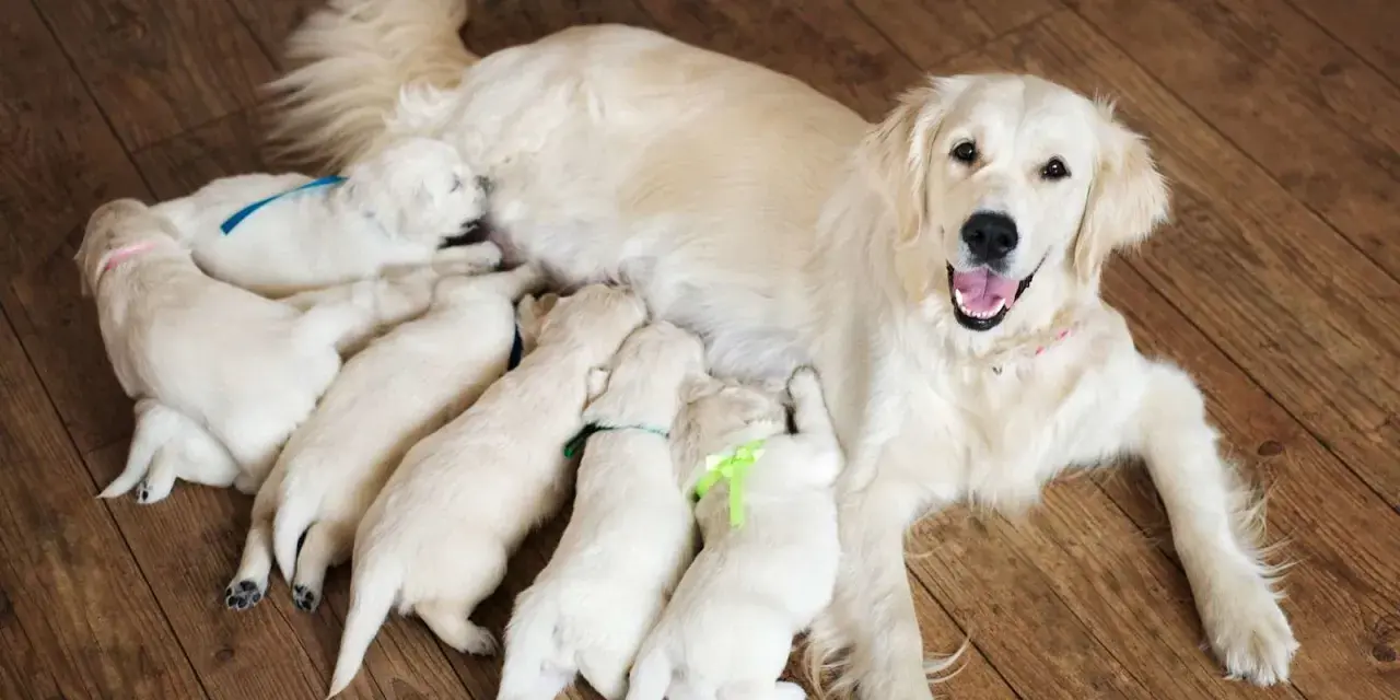 Une maman golden retriever veille sur ses adorables chiots, une scène touchante de naissance de chiot.
