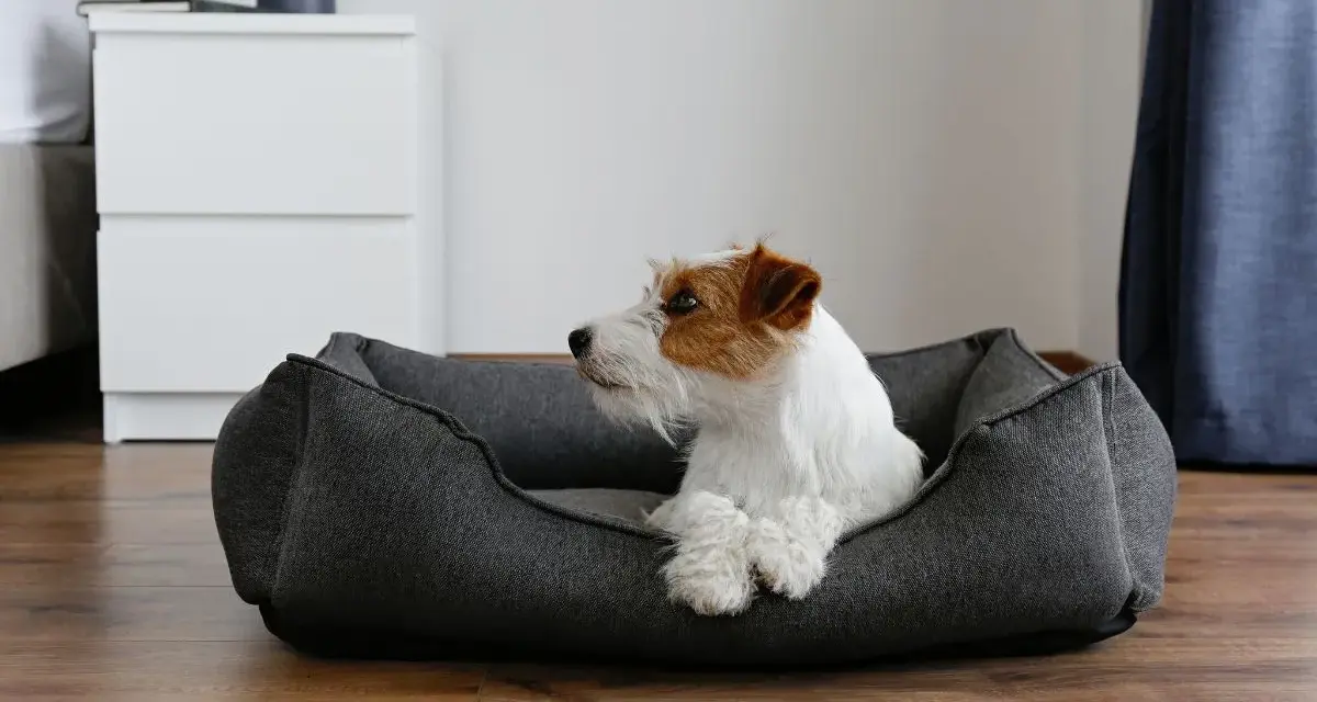 Un Jack Russell terrier blanc et roux se repose dans quel panier pour chien, un couchage gris confortable sur un parquet en bois.
