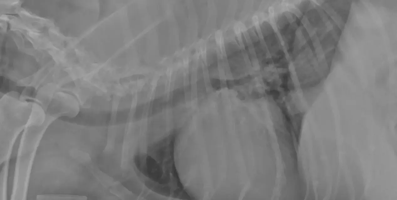 Radiographie latérale d'un chien montrant un œdème pulmonaire. Les poumons apparaissent opaques, signe d'une accumulation de liquide.