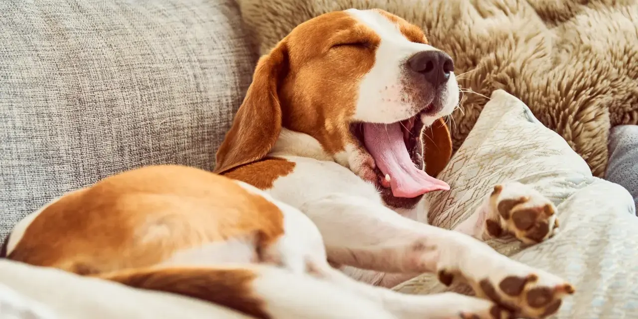 Un chien qui baille, un beagle endormi sur un canapé confortable, sa langue rose pendante.