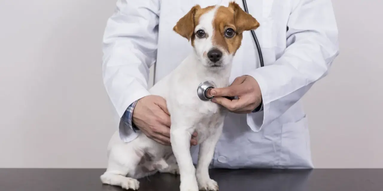 Un vétérinaire examine un petit chien blanc et brun avec un stéthoscope, vérifiant un possible souffle au cœur.
