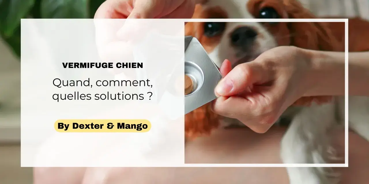 Main d'une personne sortant un comprimé de vermifuge chien d'une plaquette, pour son compagnon à quatre pattes.