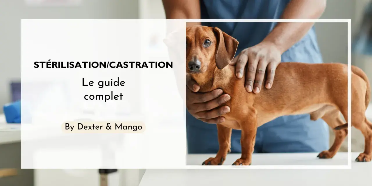 Un guide complet sur la stérilisation et la castration chimique du chien. Un vétérinaire examine un chien teckel.