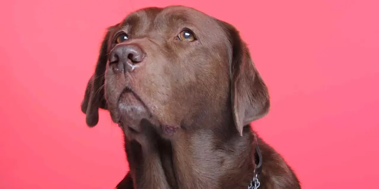 Un labrador brun au regard pensif, rappelant l'importance de la bonne santé pour une longue espérance de vie labrador.