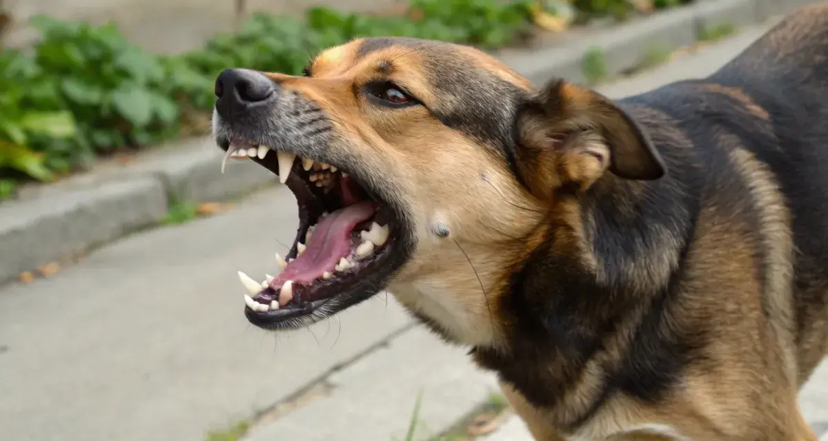 Gros plan sur un chien en colère, gueule ouverte, montrant ses crocs acérés. Il aboie fort, prêt à défendre son territoire.