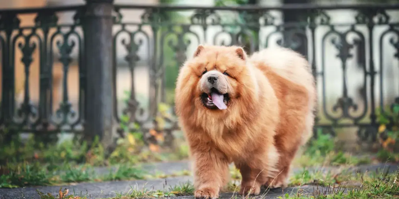 Un adorable chow chow roux, avec sa langue rose sortie, se promène près d'une grille ornementale.