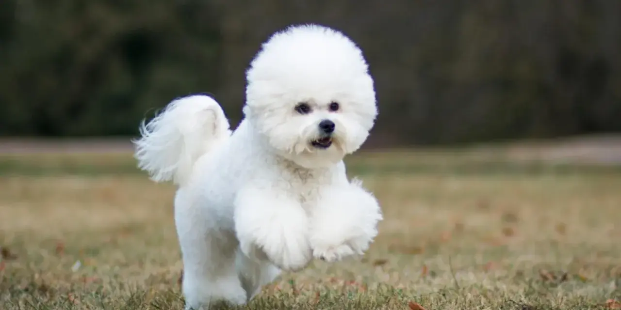 Un adorable bichon frisé court joyeusement dans l'herbe, sa fourrure blanche comme neige flottant au vent.