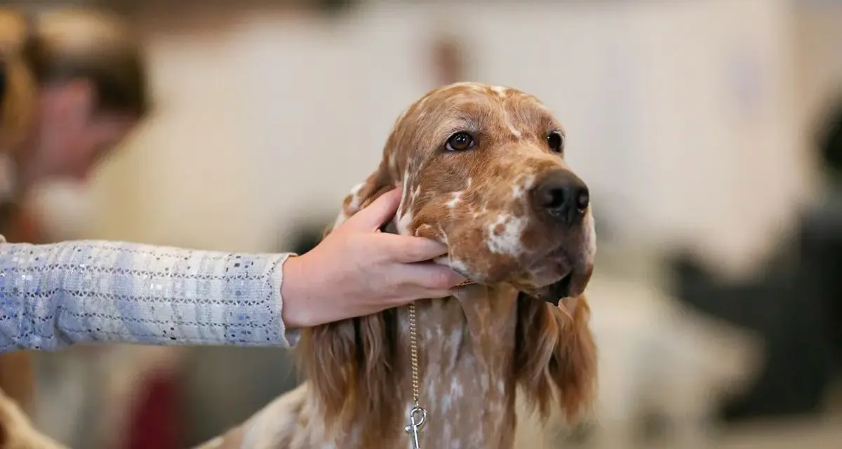 Un setter anglais lemon, au pelage tacheté, est caressé par une main.