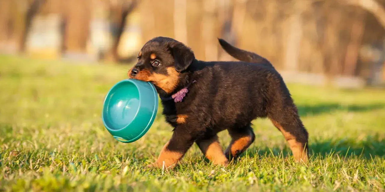 Un chiot Rottweiler porte sa gamelle, prêt à nourrir.