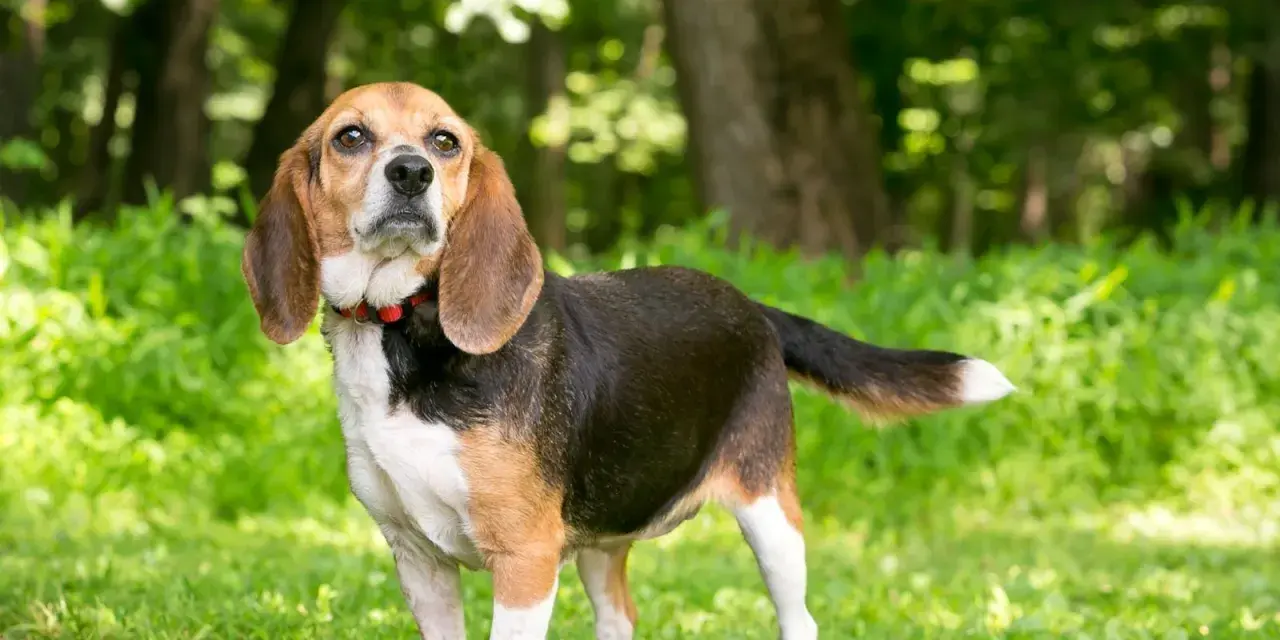 Un beagle chien longue oreille, au pelage tricolore, se tient dans l'herbe verte, le regard tourné vers le ciel.