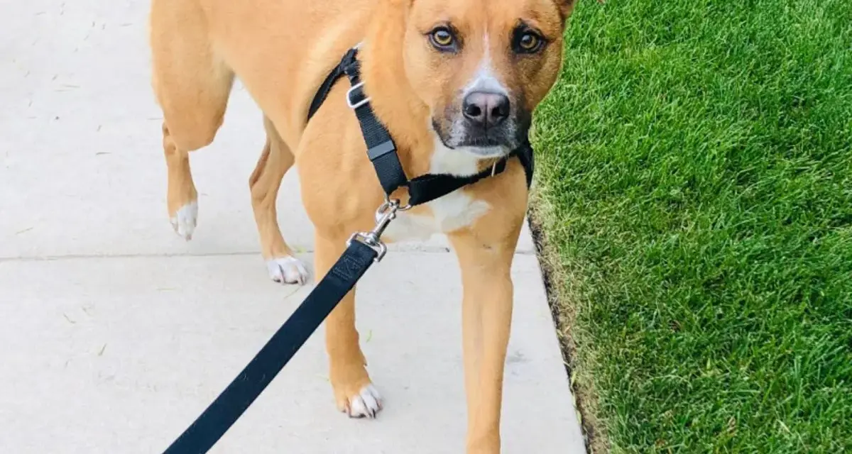 Chien brun portant un harnais anti-traction, marchant sur un trottoir à côté d'une pelouse verte.