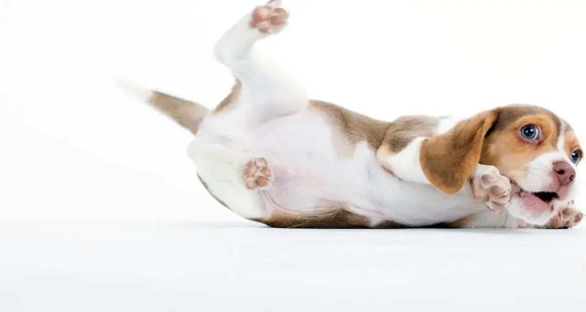 Un chiot beagle joueur se roule sur le dos, ses pattes en l'air. Il est en pleine phase de sevrage chiot, découvrant le monde avec curiosité.