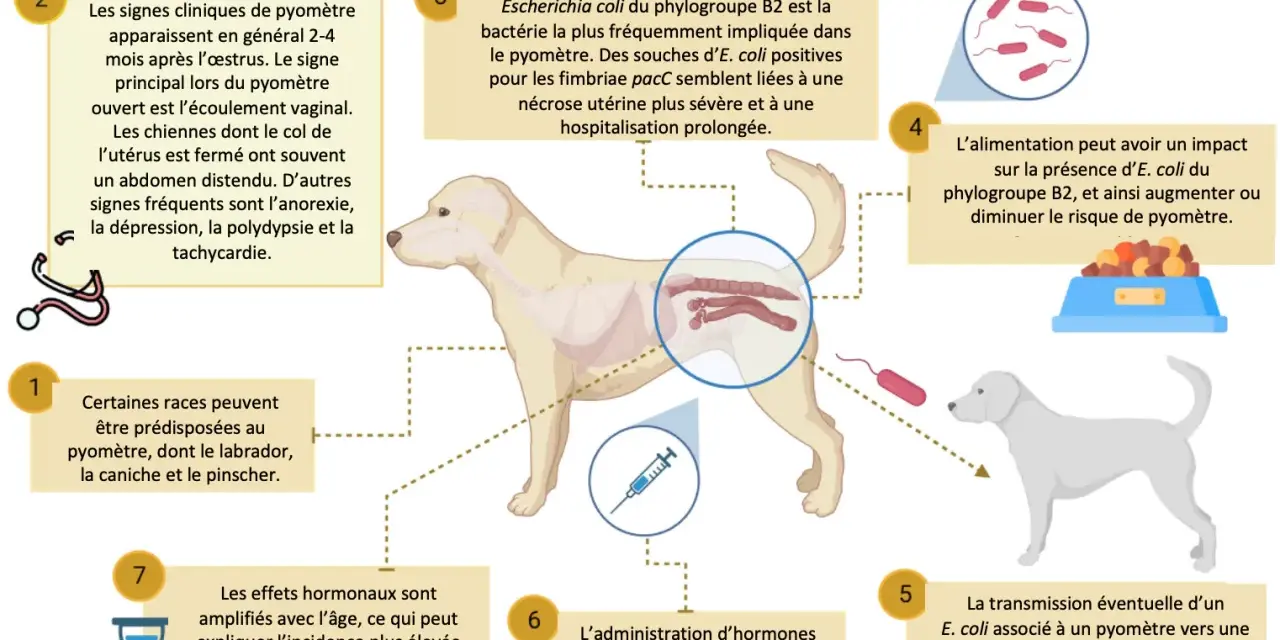 Illustration expliquant le pyomètre chez la chienne, une infection utérine grave. La bactérie E. coli est souvent en cause.