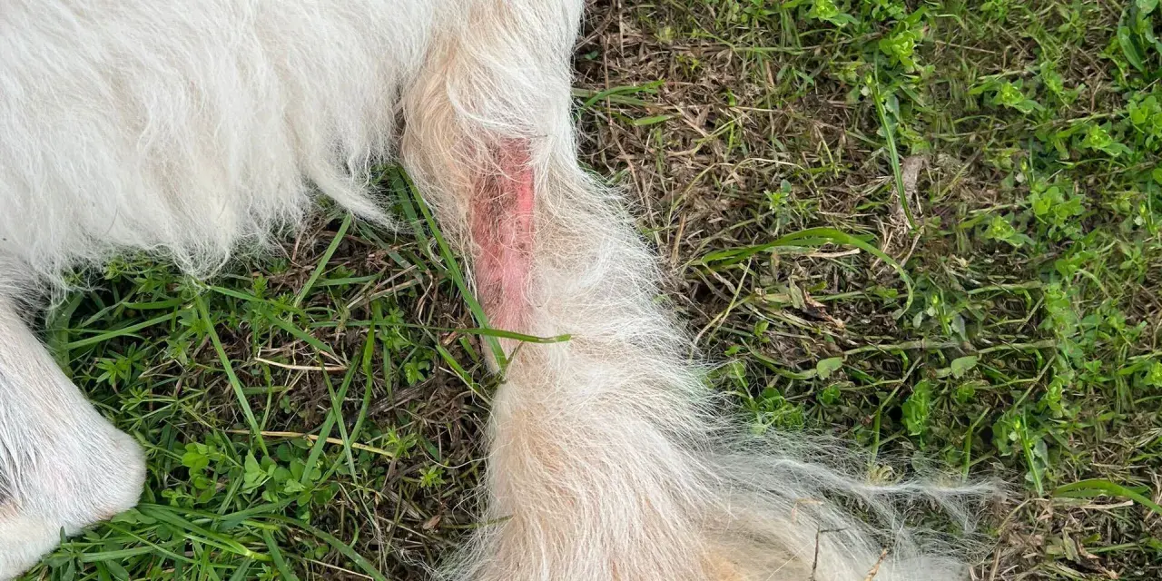 Zone rouge sur la patte d'un chien, signe d'un hot spot contagieux. La peau est irritée et le poil semble avoir été arraché.