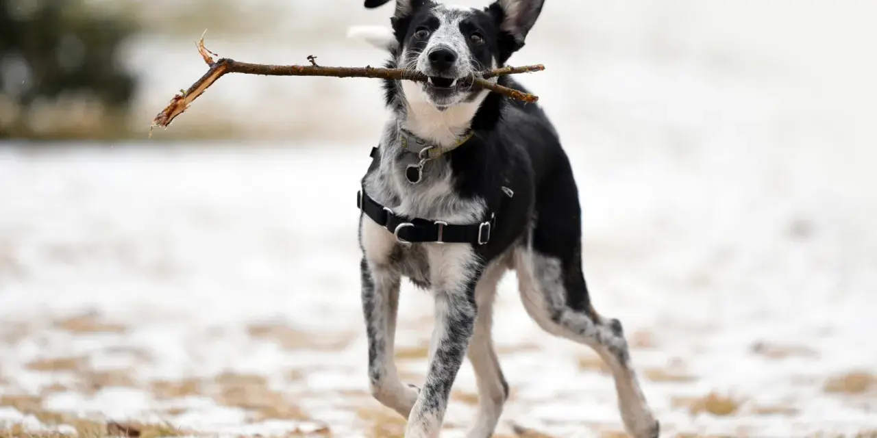 Chien joueur, tout excité, court avec un bâton dans la gueule, portant un harnais en t noir.